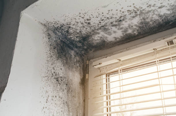 Affordable Basement Mold Removal solutions in Caledonia, MI